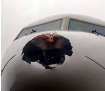 Aeroflot'un B737 uçağına kuş çarptı